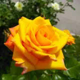 Rose Coronation Gold Rosfcgo - Garden Express Australia