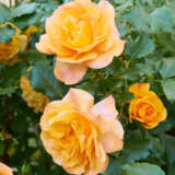 Rose Gold And Great Rosfgag - Garden Express Australia