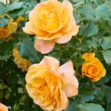 Rose Gold And Great Rosfgag - Garden Express Australia