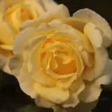 Rose Golden Years Rosfgye - Garden Express Australia