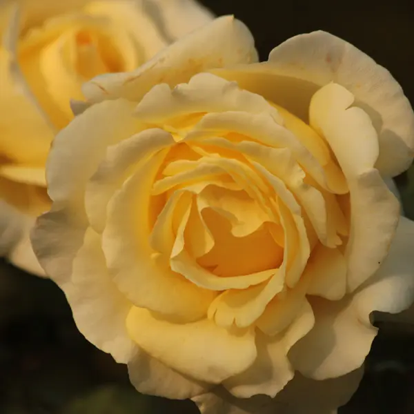 Rose Golden Years (pbr)