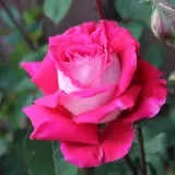 Rose Iced Vovo Rosfivo - Garden Express Australia