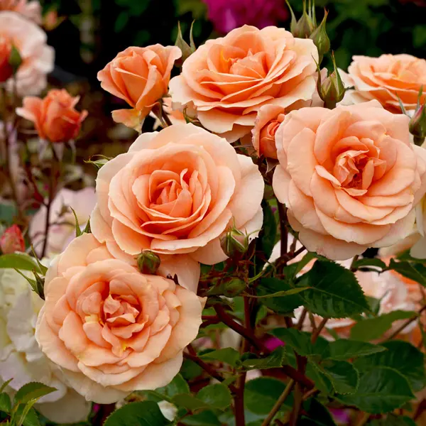 Rose Impala Rose Impala