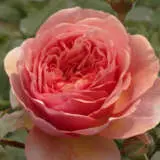 Rose Joy Of Health Rosfjoh - Garden Express Australia