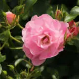 Rose Maxivita Rosfmvi - Garden Express Australia
