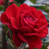 Rose Mona Lisa Rosfmli - Garden Express Australia
