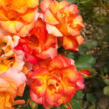 Rose Playboy Rosfpla - Garden Express Australia