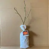 Rose Playboy Rose Playboy