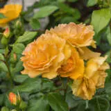 Rose Tantaus Bernstein Rosftbe - Garden Express Australia