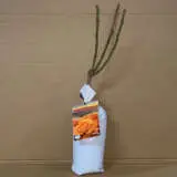 Rose Fearless Rose Fearless