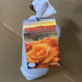 Rose Fearless Rose Fearless