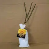 Rose Golden Years (pbr) Rose Golden Years (pbr)