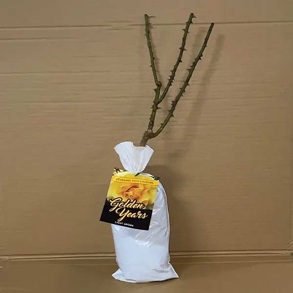 Rose Golden Years (pbr)