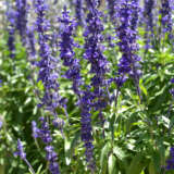 Salvia Cathedral Deep Blue