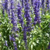 Salvia Cathedral Deep Blue P68salcdb - Garden Express Australia