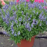 Salvia Cathedral Shining Sea P68salcss - Garden Express Australia