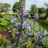 Scilla Hyacinthoides Pkscihya - Garden Express Australia