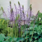 Scilla Hyacinthoides Scilla Hyacinthoides