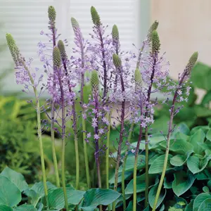 Scilla Hyacinthoides