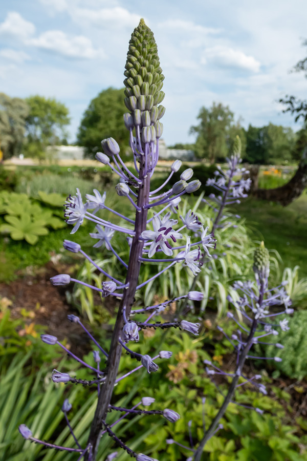 Scilla Hyacinthoides
