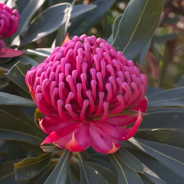 Telopea Enchanted Flame Telopea Enchanted Flame