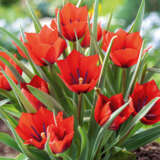 Tulip Batalinii Red Hunter Pktulbrh - Garden Express Australia