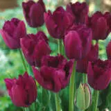 Flower Fest Last Chance 5 Assorted Spring Bulb Packs Flower Fest Last Chance 5 Assorted Spring Bulb Packs