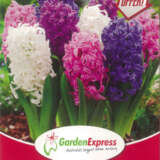 Flower Fest Value Pack –  Hyacinth Mixed 6 Bulb Pack