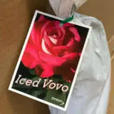 Rose Iced Vovo Rose Iced Vovo