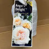 Rose Angels Delight Rose Angels Delight