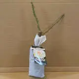 Rose Aspirin Rose Aspirin