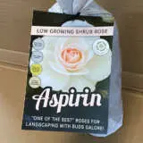 Rose Aspirin Rose Aspirin