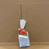 Rose Bordeaux Rose Bordeaux