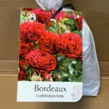Rose Bordeaux Rose Bordeaux