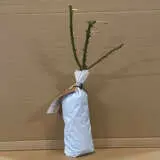 Rose Cayenne Rose Cayenne