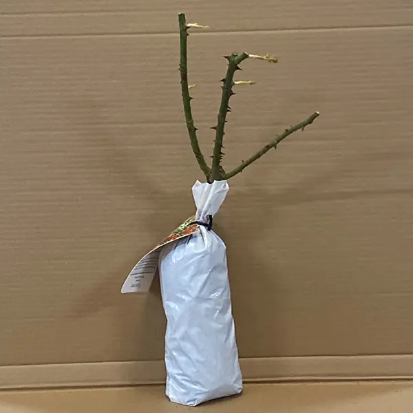 Rose Cayenne Rose Cayenne