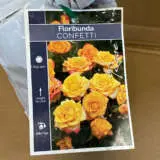 Rose Confetti Rose Confetti