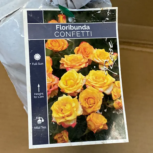 Rose Confetti Rose Confetti