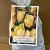 Rose Coronation Gold Rose Coronation Gold