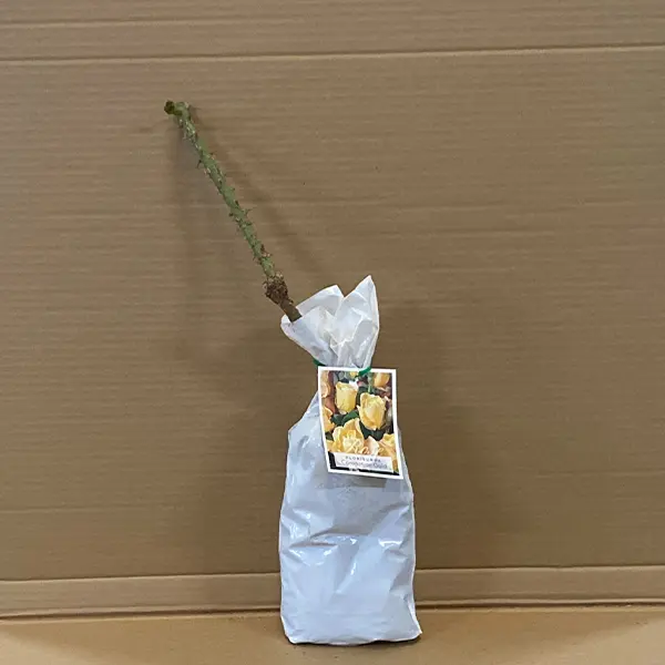 Rose Coronation Gold