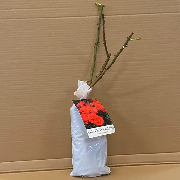 Rose Gift Of Friendship