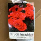 Rose Gift Of Friendship Rose Gift Of Friendship