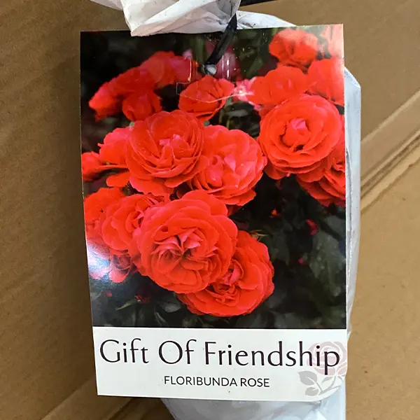 Rose Gift Of Friendship