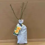 Rose Gold And Great Rose Gold And Great