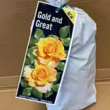 Rose Gold And Great Rose Gold And Great