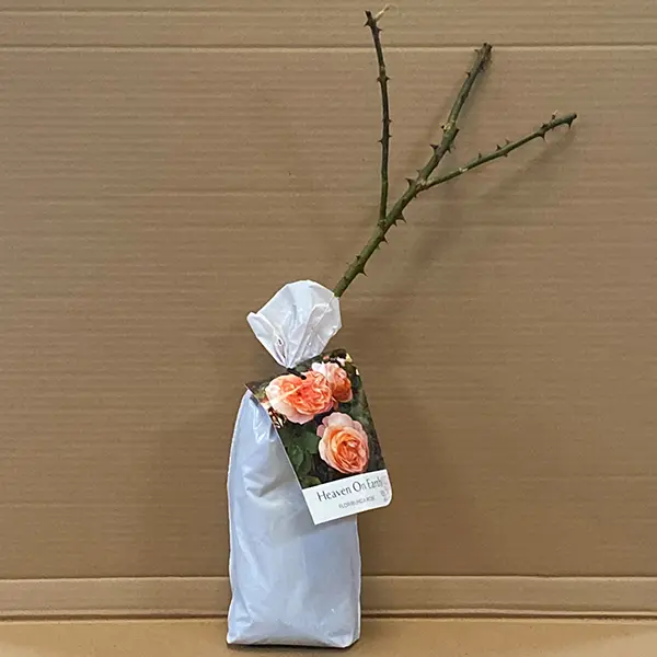 Rose Heaven On Earth