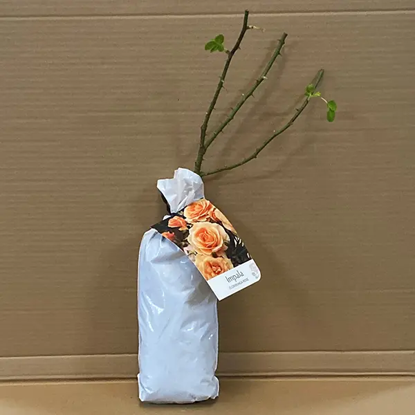 Rose Impala Rose Impala