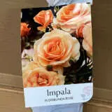 Rose Impala Rose Impala