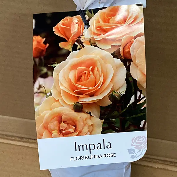 Rose Impala Rose Impala