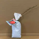 Rose Joy Of Health Rose Joy Of Health